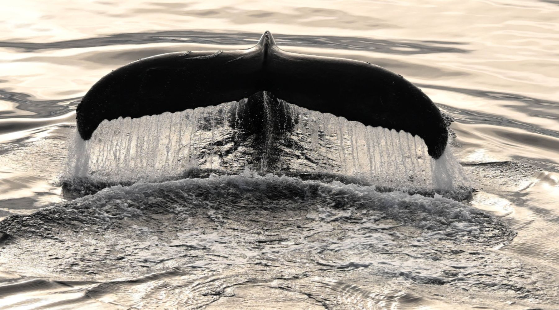humpback whale breaching