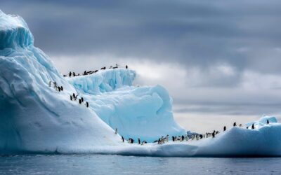 3.7 Million Penguins and Counting