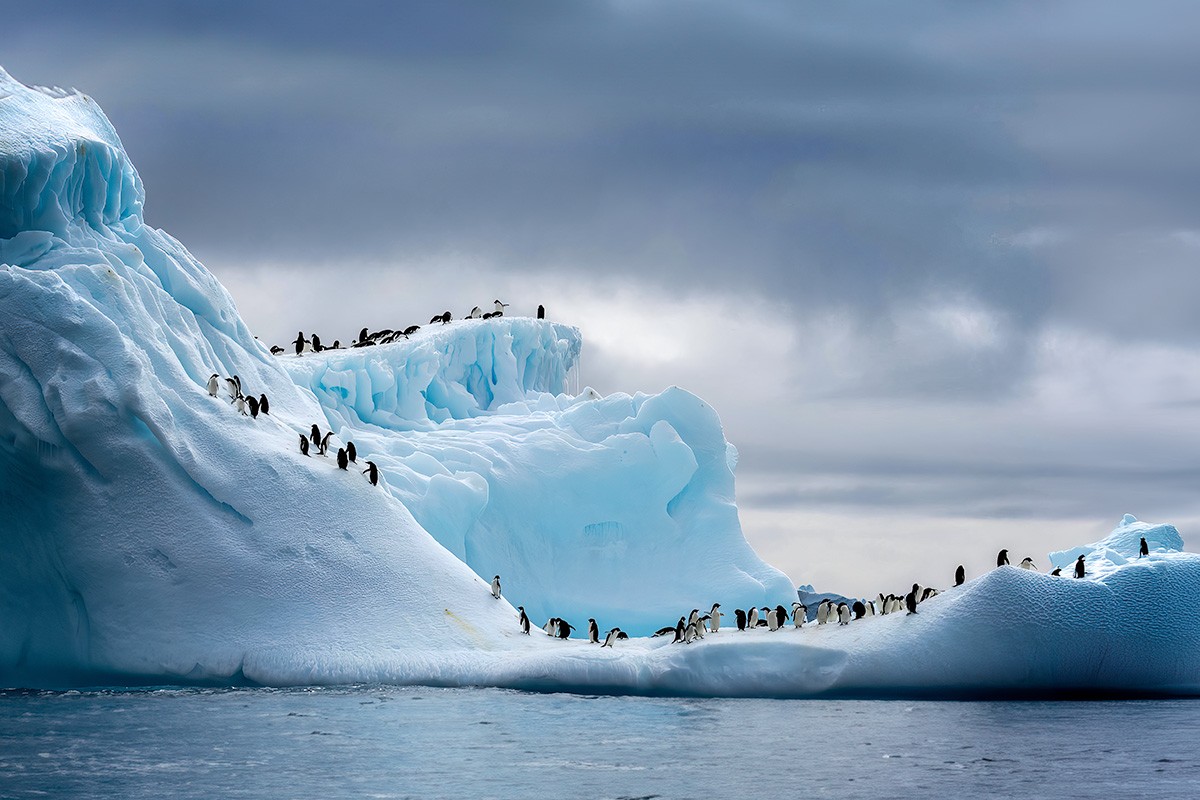 Penguins on an iceberg in Antarctica Penguins on an iceberg in Antarctica